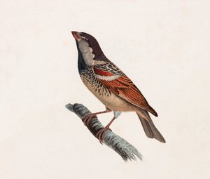 Illustrazione a colori di un uccello