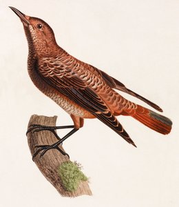 Illustrazione a colori di un uccello da Unbekannt