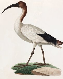 Illustrazione a colori di un uccello dal becco lungo da Unbekannt
