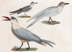Una serie di illustrazioni a colori di uccelli a pagina intera da Unbekannt