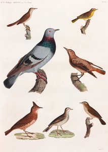 Serie di illustrazioni a colori di uccelli da Unbekannt