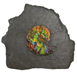 Un grande ammonite iridescente, dal Canada da Unbekannt