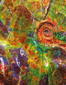 Un grande ammonite iridescente, dal Canada da Unbekannt