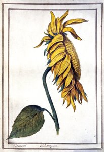 Un girasole