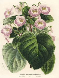 Achimenantha x naegelioides, cultivar lilla (Eucodonia naegelioides lilacinella). Litografia a mano colorata da Louis van Houtte e Charles Lemaire