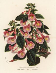 Achimenantha x naegelioides, cultivar rosa e oro. Plectopoma naegelioides aureo-roseum. Litografia colorata a mano da Flowers of the Gardens and Hothouses of Europe di Louis van Houtte e Charles Lemaire, Flore des Serres et des Jardins de l