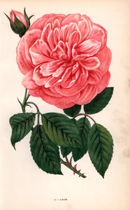 Rosa Adam, varietà della rosa tea coltivata da Monsieur Adam di Reims nel 1838. Cromolitografia disegnata e litografata da F. Grobon dal libro di Hippolyte Jamain e Eugene Forney “Les Roses,” Parigi, J. Rothschild da Unbekannter Künstler