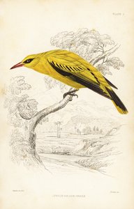 Rigogolo dorato africano, Oriolus auratus. Incisione in acciaio colorata a mano di William Lizars da William Swainson da Naturalist