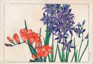 Agapanthus o giglio del Nilo (blu) e fresia. Giglio africano, Agapanthus africanus, e fresia, Freesia refracta. Stampa xilografica a mano colorata da Seiyou Sokazufu (Album illustrato di piante e fiori occidentali: Primavera), Unsodo, Kyoto
