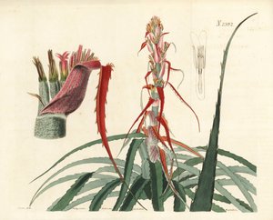 Aguava, Bromelia alsodes (Ananas a foglie strette, Bromelia sylvestris). Incisione a mano colorata su rame di Weddell da un