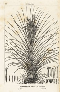 Tillandsia juncea (Bonapartea juncea). Litografia colorata a mano da Flowers of the Gardens and Hothouses of Europe di Louis van Houtte e Charles Lemaire, Flore des Serres et des Jardins de l