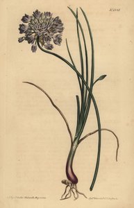 Allium stellerianum (Aglio a foglie di giunchiglia)