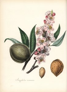 Mandorlo - Mandorlo comune, Prunus amygdalus (Amygdala communis), con fiore, foglia, frutto e seme (noce). Zincografia colorata a mano di Chabots disegnata da Miss M. A. Burnett dal suo 