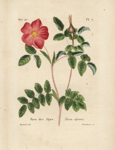 Rosa alpina, Rosa alpina. Litografia a mano colorata di Lecouturier da un
