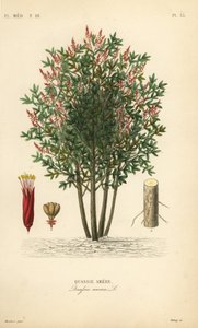 Amargo, legno amaro o hombre grande da Unbekannt