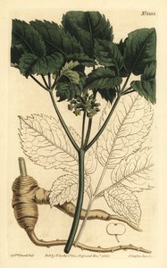 Ginseng americano, Panax quinquefolius da Unbekannt