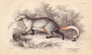 Paradosso americano, Paradoxurus dubius da Unbekannter Künstler