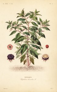 Fitolacca americana, Phytolacca americana da Unbekannt