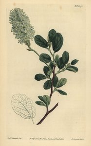 Fothergilla gardenii da Unbekannt
