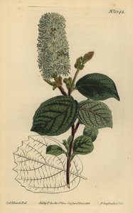Amamelide americana, Fothergilla gardenii (Fothergilla a foglia larga, Fothergilla alnifolia major) da Unbekannt