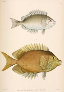 Amphacanthus dorsalis, Amphacanthus corallinus, Indonesia