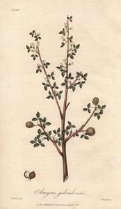 Amyris elemifera o Albero di Elemi (Commiphora gileadensis) - Acquaforte di William Clarke per illustrare “Botanica medica, descrizione delle piante medicinali di Londra, Edimburgo e Dublino” di John Stephenson e James Morss Churchill da Unbekannter Künstler