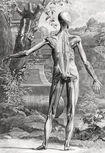 Illustrazione anatomica da Unbekannter Künstler