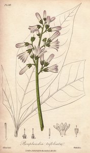 Albero di Angostura, Angostura trifoliata da Unbekannter Künstler