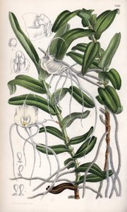Angraecum germinyanum, orchidea bianca del Madagascar. Disegnata da Matilda Smith, litografia di J.N. Fitch nel Curtis Botanical Magazine, di Joseph Dalton Hooker, pubblicato a Londra, Inghilterra, da L. Reeve