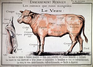 Animali che mangiamo: il vitello, c. 1910 (stampa) da Unbekannter Künstler