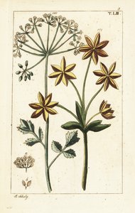 Anice o anice stellato, Pimpinella anisum da Unbekannter Künstler