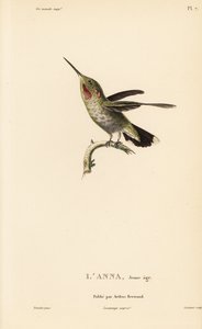 Colibrì di Anna, Calypte anna (Ornismya anna), giovane. Incisione in acciaio colorata a mano di Coutant da un