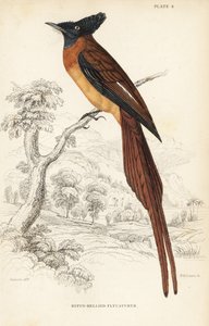 Pigliamosche del paradiso di Annobon, Terpsiphone smithii, Vulnerabile. (Pigliamosche dal ventre rosso, Muscipeta rufiventer). Incisione su acciaio colorata a mano di William Lizars su disegno di William Swainson dalla Naturalist