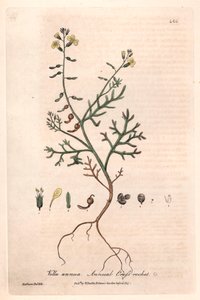 Vella annua. Tavola botanica di Isaac Russell, incisa da Charles Matthews, tratta da "Fenomeni Botanici Inglesi" di William Baxter (1788-1871) da Unbekannter Künstler