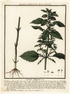 Ortica annuale, Urtica urens da Unbekannter Künstler