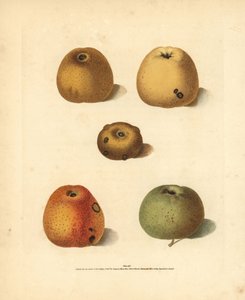 Varietà di mele, Malus domestica: Franklin