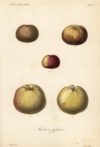 Varietà di mele da Unbekannt