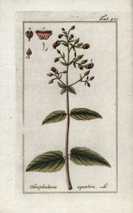 Scrofularia acquatica