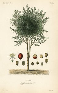 Albero di caffè arabo, Coffea arabica, Cafeyer da Unbekannter Künstler