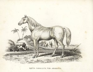 Cavallo arabo, Equus caballus var. arabicus, con il marchio di Napoleone sul fianco e soldati francesi e cannoni in un campo di battaglia nordafricano da Unbekannter Künstler