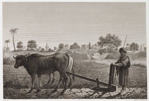 Aratura con buoi, Egitto, c. 1798 da Unbekannt