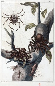 Ragno mangiatore di uccelli e tarantola del Suriname