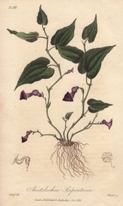Aristolochia serpentaria - Acquaforte di William Clarke per illustrare “Botanica medica, descrizione delle piante medicinali di Londra, Edimburgo e Dublino” di John Stephenson e James Morss Churchill da Unbekannter Künstler