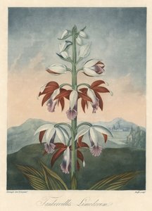 Varietà di orchidee asiatiche. Acquaforte, estratta da 