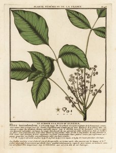 Quercia velenosa atlantica da Unbekannter Künstler