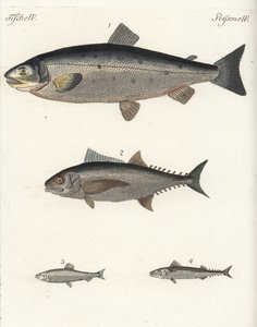 Salmone atlantico, Salmo salar 1, tonno, specie Thunnus 2, aringa atlantica, Clupea harengus 3, e sgombro atlantico (sgombro), Scomber scombrus 4. Incisione a rame colorata a mano dal 