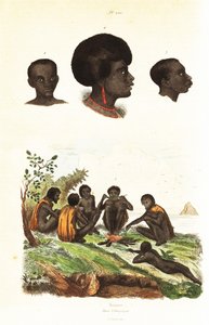 Aborigeni australiani e teste di nativi di Waigeo, Papua Occidentale. 1834-1839 (incisione) da Unbekannter Künstler