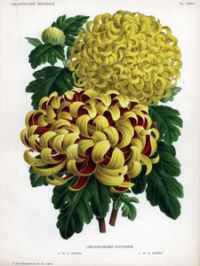 Crisantemi ibridi autunnali: M. C. Orchard ha un grande fiore giallo e cremisi e M. H.Cannell ha un grande fiore giallo da Unbekannter Künstler