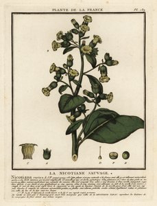 Tabacco azteco, Nicotiana rustica da Unbekannter Künstler