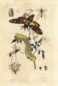 Lichene a palla, Sphaerophorus globulus 1, crostaceo Dynamene 2, vespe scavatrici, specie Sphex 3,4, e falena testa di morto africana, Acherontia atropos, e bruco 5